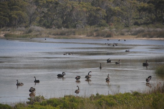 Tasmanie (16)