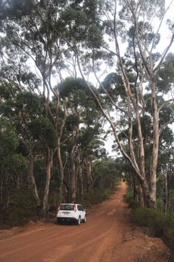 Kangaroo Island (26)