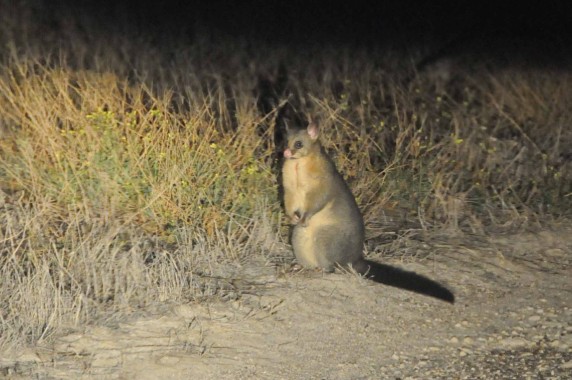 Kangaroo Island (28)