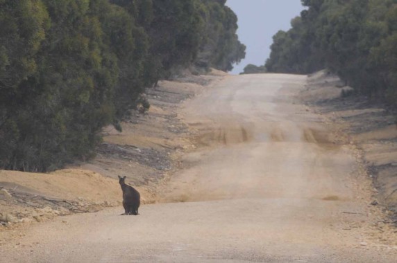 Kangaroo Island (34)