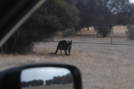 Kangaroo Island (38)