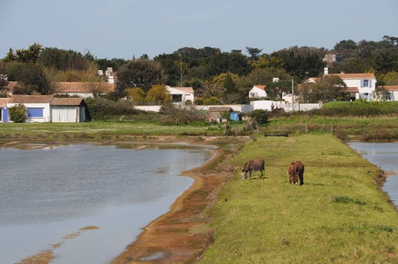 Noirmoutier (14)