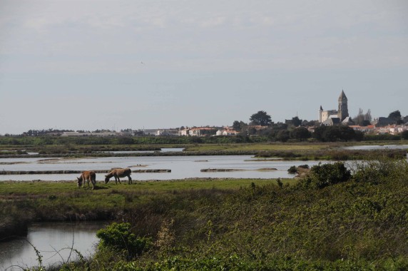 Noirmoutier (16)