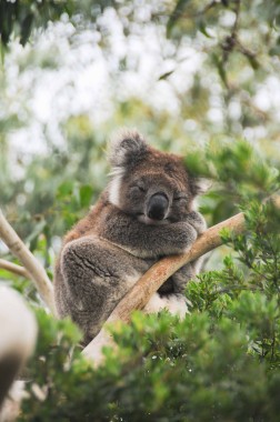 koala