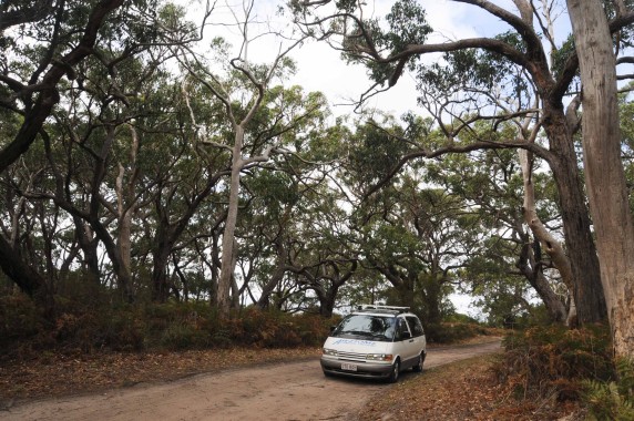 great ocean road (30)