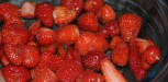 recette du Sorbet fraises thermomix