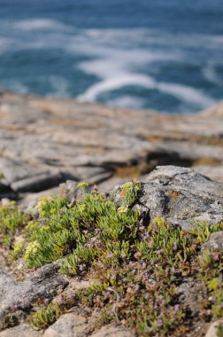 Quiberon