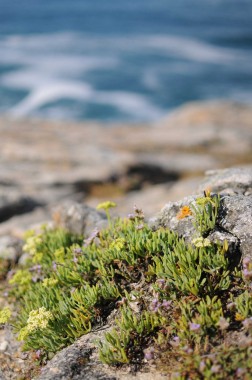 Cote sauvage Quiberon