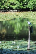 Les Etangs de Corot (61)