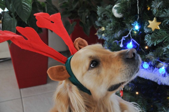 chien noël