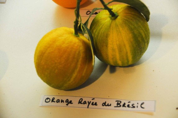 Agrumes Bachès, Ferrandi (20)