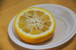 Agrumes Bachès, Ferrandi (37) yuzu