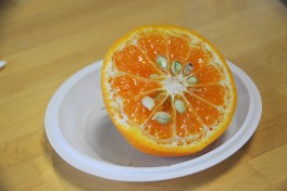 Agrumes Bachès, Ferrandi (38) mandarines