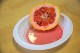 Agrumes Bachès, Ferrandi (44) mandarine rouge