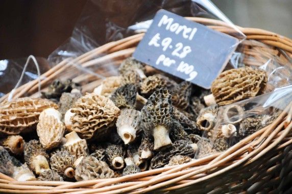 morilles