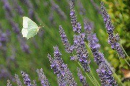 papillons