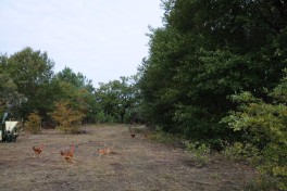 Ferme de Tauziat (3)