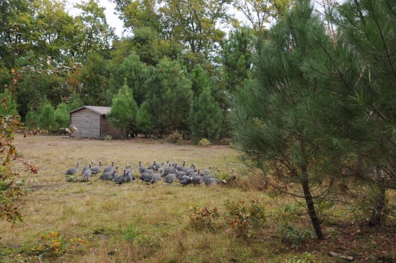 Ferme de Tauziat (8)