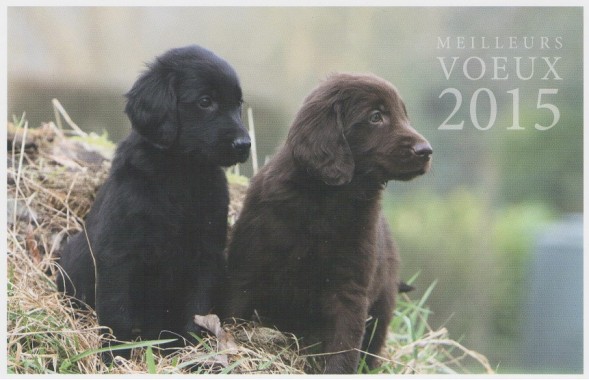 labradors 2015