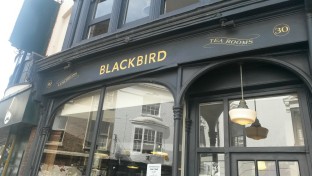 Blackbird Brighton