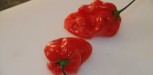 piment (1)