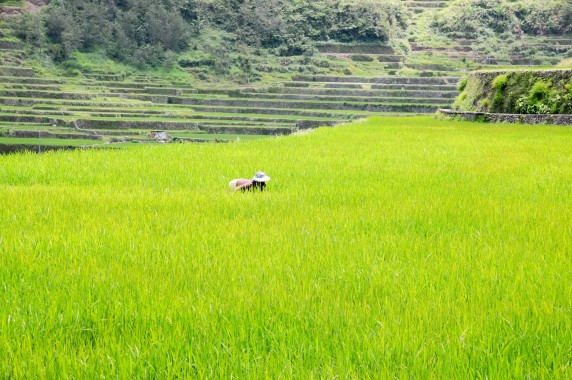 Rizières Philippines