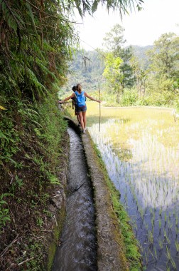 Rizières Philippines