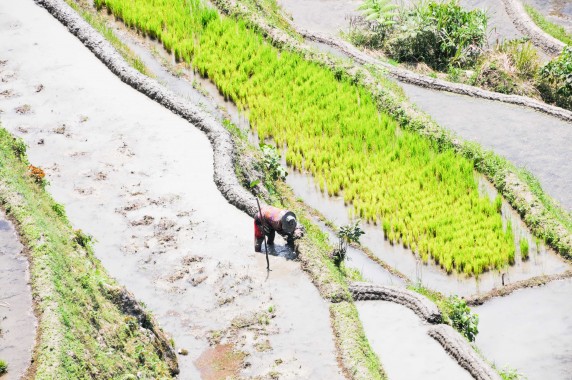 Rizières Philippines