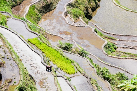 Rizières Philippines