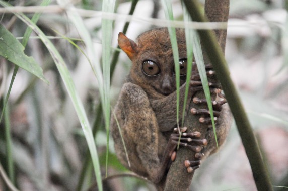 Tarsier