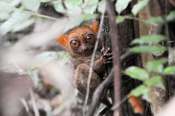 tarsier Philippines