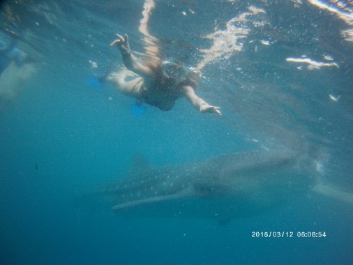 requin baleine Oslob