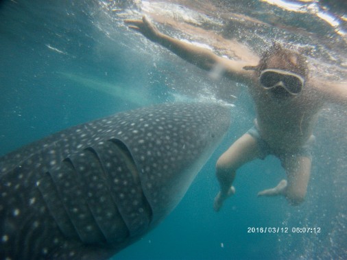 requin baleine Oslob