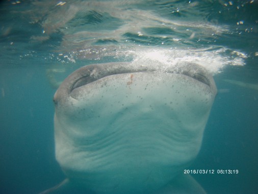 requin baleine Oslob