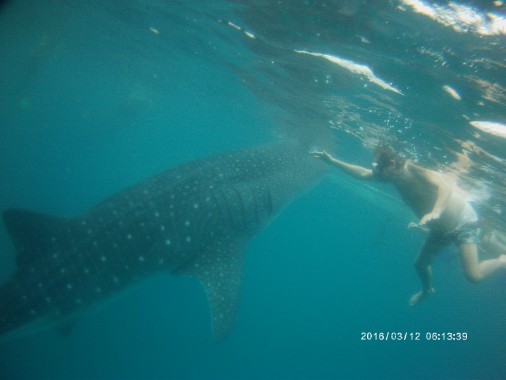 requin baleine Oslob