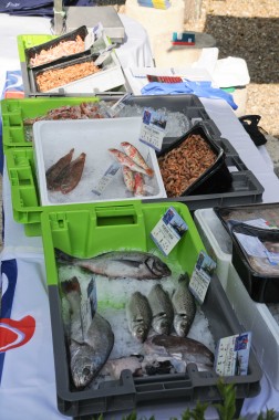 Marché producteurs Saint James (14)