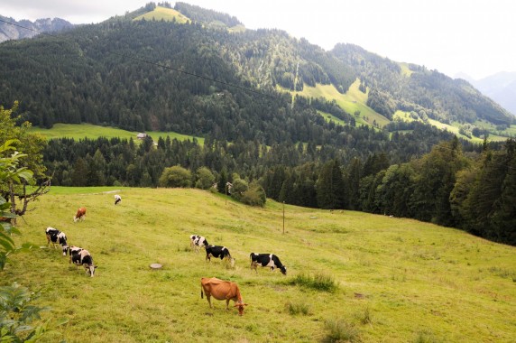 La Pinte des Mossettes (27)