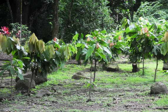 Habitation Céron Martinique (20)