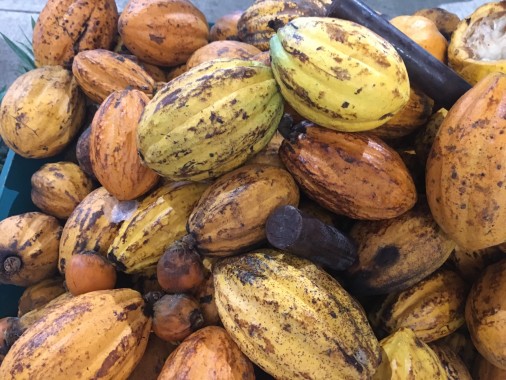 cabosse cacao