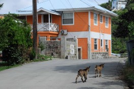 Iles Grenadines (10)