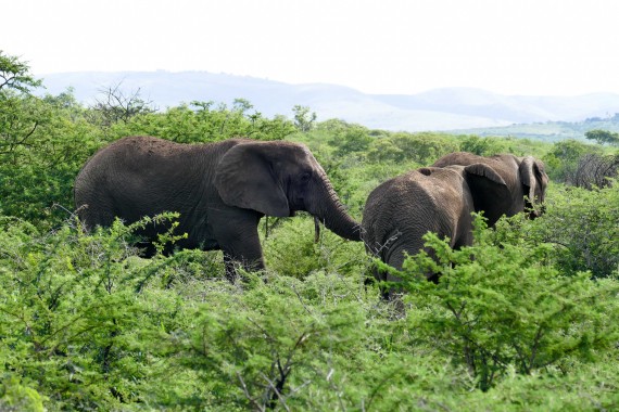 Afrique du Sud (22)