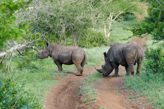 Afrique du Sud (25)