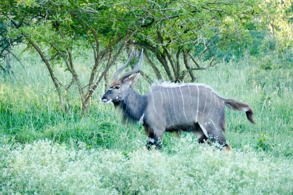 Afrique du Sud (28)