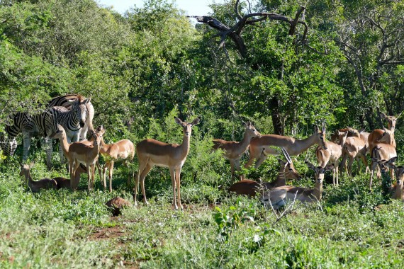 Afrique du Sud (31)