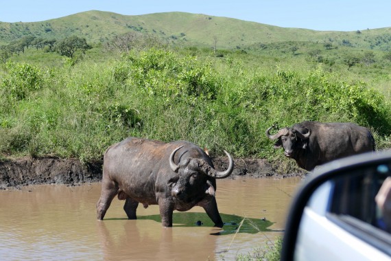 Afrique du Sud (37)