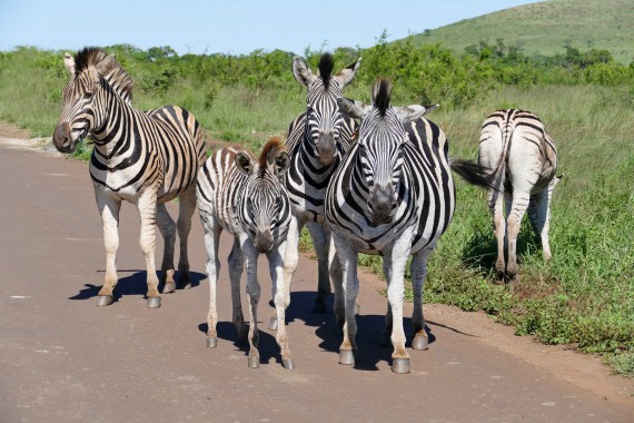 Afrique du Sud (39)