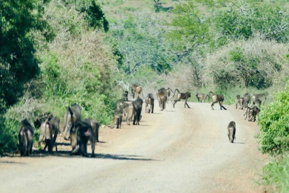 Afrique du Sud (40)