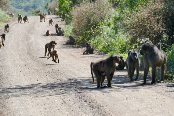 Afrique du Sud (41)