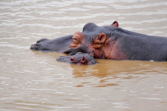 Afrique du Sud (8)