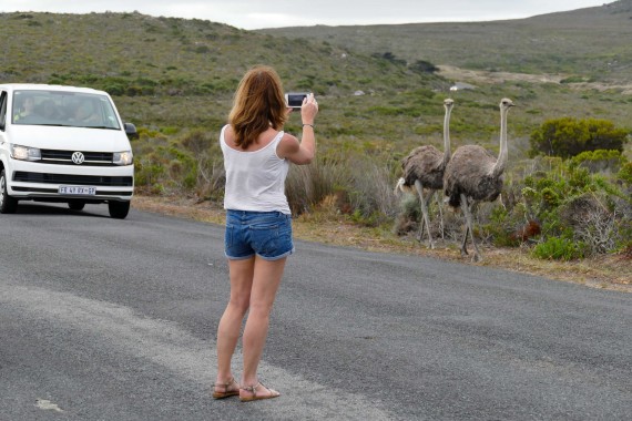 autruches afrique du sud